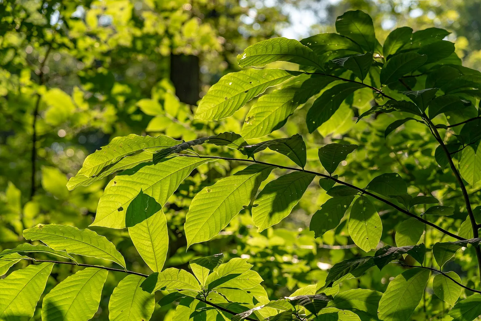 Sunlight shining through the bright green leaves of a beech tree