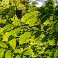 Sunlight shining through the bright green leaves of a beech tree.