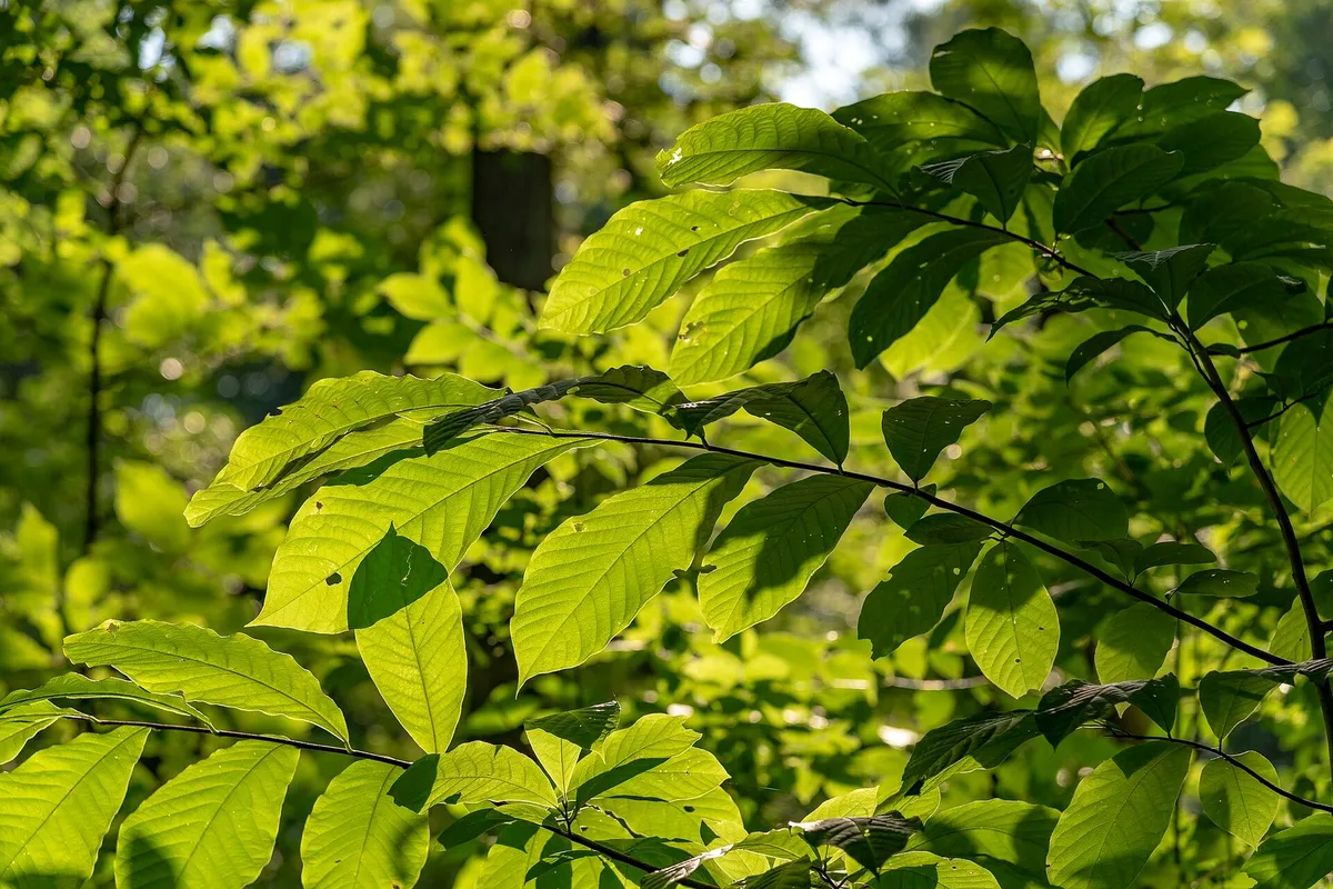 Sunlight shining through the bright green leaves of a beech tree